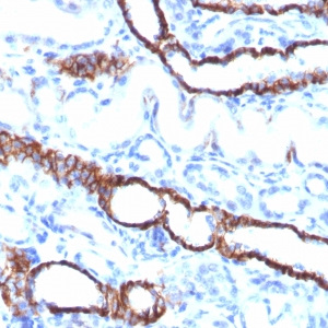 Ksp-Cadherin (Kidney-Specific Cadherin) / CDH16; Clone CDH16/1532R (Concentrate)